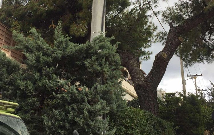 Συνεχίζονται τα κλαδέματα και οι απομακρύνσεις πεσμένων δέντρων στον Δήμο