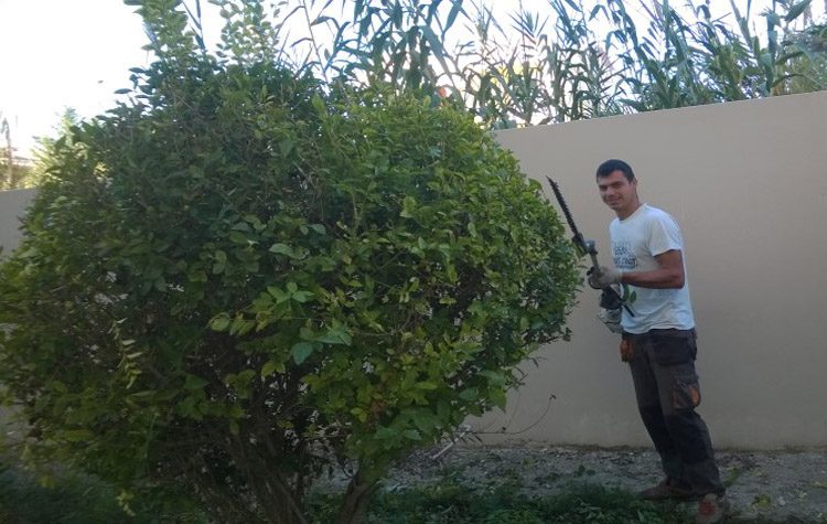 Ενημέρωση του Δήμου για το κλάδεμα δέντρων σε ιδιωτικούς χώρους