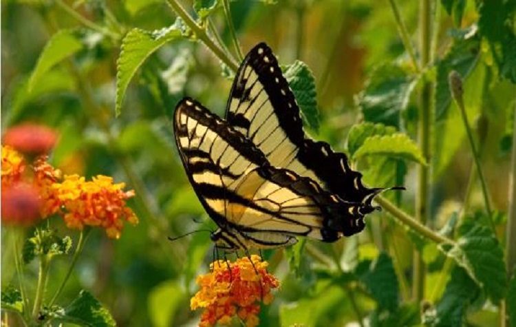 Δημιουργούμε από απόσταση… Πεταλούδες (βίντεο)