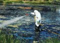Καταπολέμηση κουνουπιών στον Δήμο Μαραθώνος