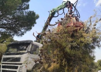 Σύμπραξη μεταξύ ΣΠΑΥ - Δήμου για τα πεσμένα δέντρα και κλαδιά