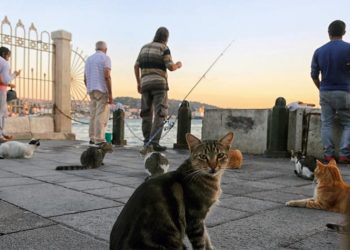 Τμήμα Αστικής Πανίδας: «Αγαπήστε τα αδέσποτα»