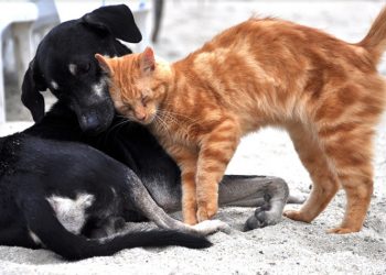 Βασίλης Θώδας: «Καθρέπτης πολιτισμού η συμπεριφορά στα ζώα»