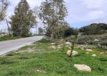 «Επιχείρηση» ενίσχυσης δασικού χαρακτήρα με 1500 δέντρα