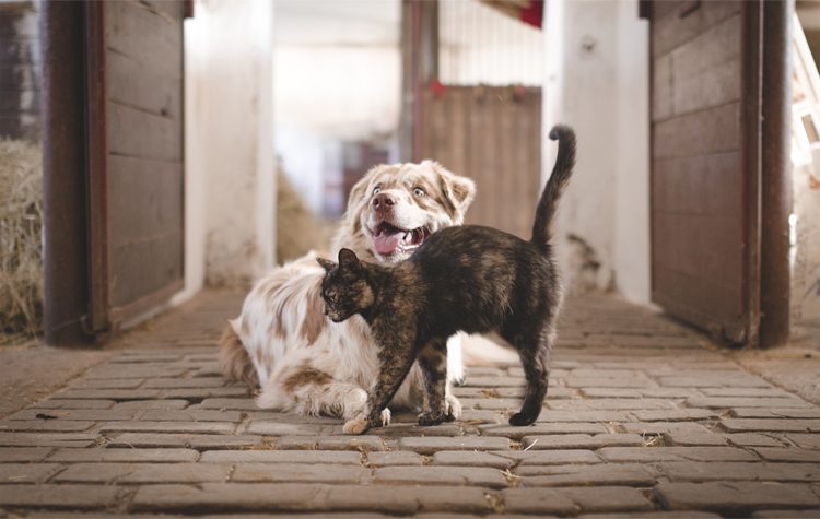Βασίλης Θώδας: «Καθρέπτης πολιτισμού η συμπεριφορά στα ζώα»