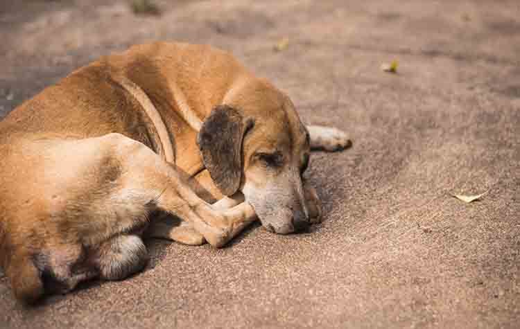 Θ. Αμπατζόγλου: «Να κάνουμε το Μαρούσι πρότυπο συμπεριφοράς και διαχείρισης των τετράποδων φίλων μας»