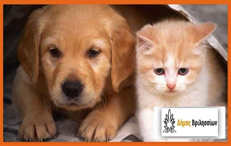 Δήμος Βριλησσίων: «Κάθε ημέρα είναι ημέρα προσφοράς και βοήθειας για τα αδέσποτα ζώα»