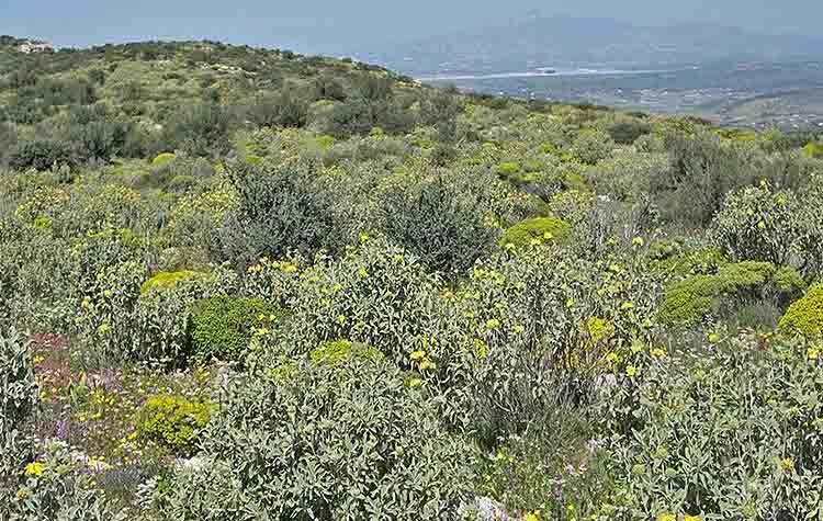 ΣΥΡΙΖΑ-ΠΣ: «Παρεμβάσεις για να σωθούν οι δασικές εκτάσεις Αττικής»