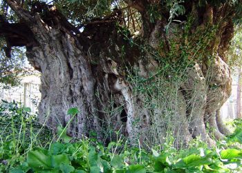 Διακοπή κυκλοφορίας στις 26/4 στην οδό Αγ. Σοφίας λόγω «υπεραιωνόβιας ελιάς»