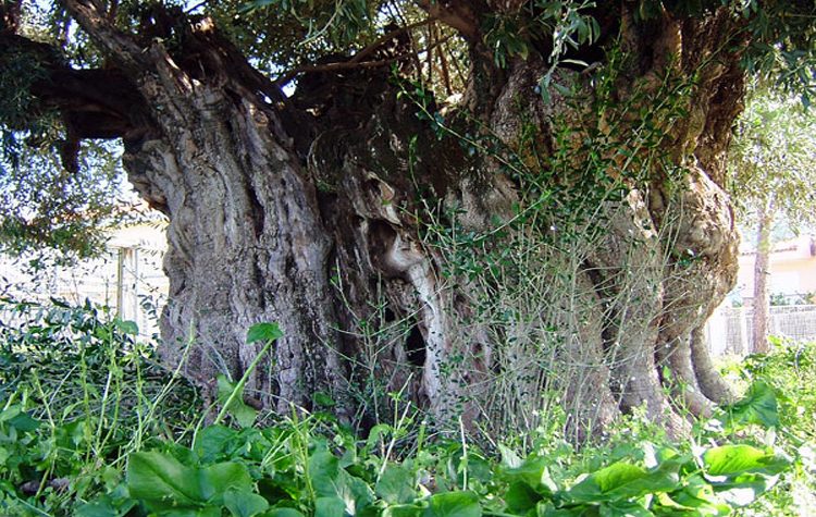 Διακοπή κυκλοφορίας στις 26/4 στην οδό Αγ. Σοφίας λόγω «υπεραιωνόβιας ελιάς»