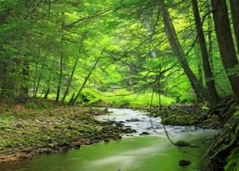 Κάλεσμα προς τους εθελοντές για την πυροφύλαξη δασικών εκτάσεων