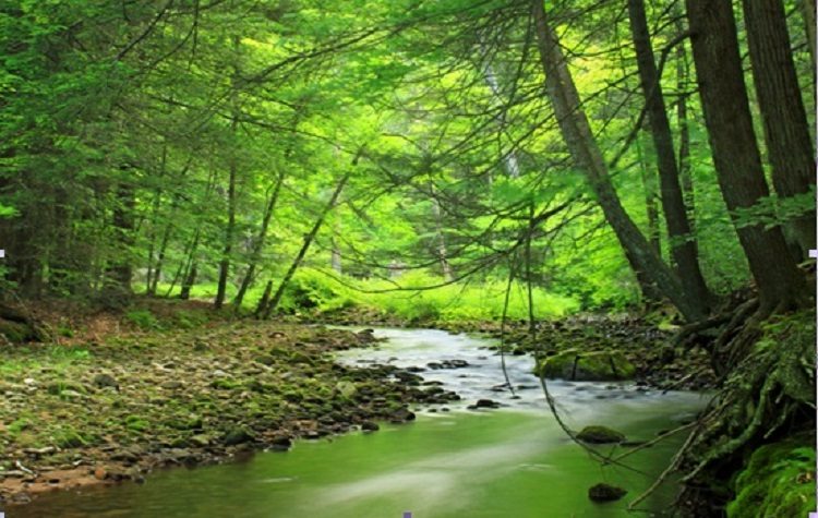 Κάλεσμα προς τους εθελοντές για την πυροφύλαξη δασικών εκτάσεων