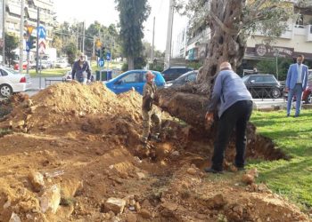 Ολοκληρώθηκε η μεταφύτευση δύο υπεραιωνόβιων ελιών