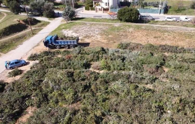 Α. Μουστόγιαννης: «172.600 ευρώ για κομμένα κλαδιά και δέντρα;»