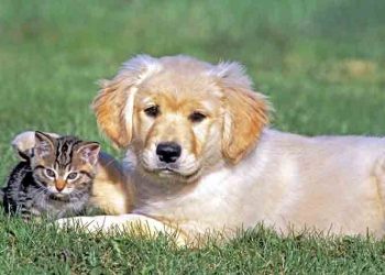 Περιφέρεια Αττικής: «Επιτυχημένη τηλε-διαβούλευση για το Ν/Σ για τα ζώα συντροφιάς»