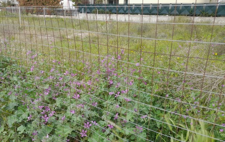 «Καμπανάκι» του Δήμου για τον καθαρισμό ιδιωτικών οικοπέδων