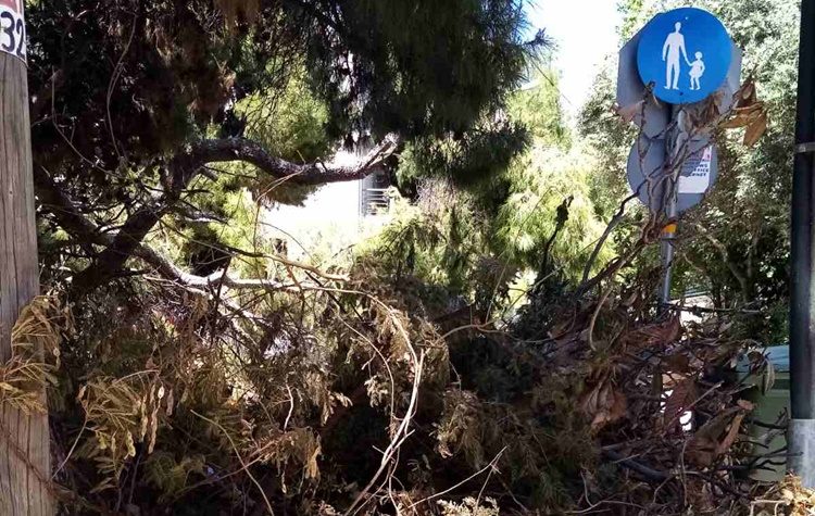 Στη Βουλή το θέμα των δασών της Λυκόβρυσης - Πεύκης