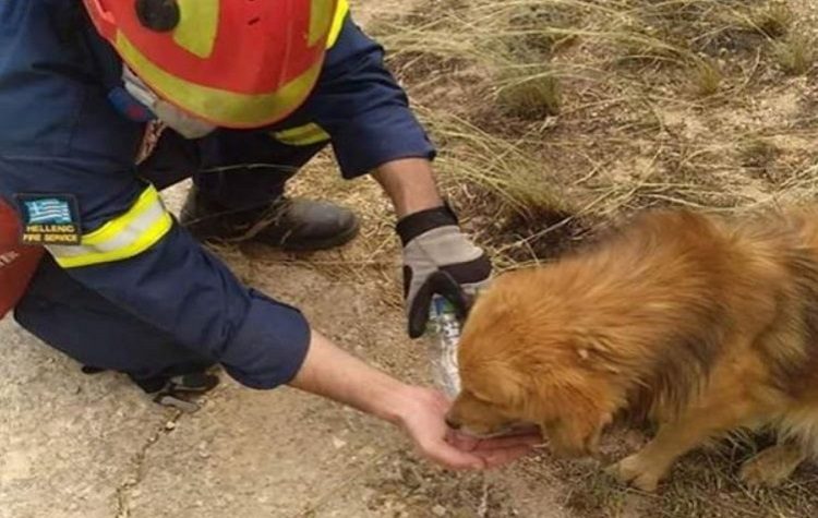 Δράση του Δήμου για τα τραυματισμένα ζώα στις πυρόπληκτες περιοχές