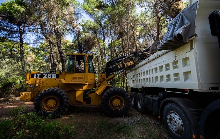 Περισσότερα από 40 φορτηγά καύσιμης ύλης απομακρύνθηκαν από τρία δάση