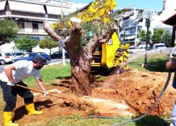 Ένας μικρός ελαιώνας δημιουργείται στον Δήμο