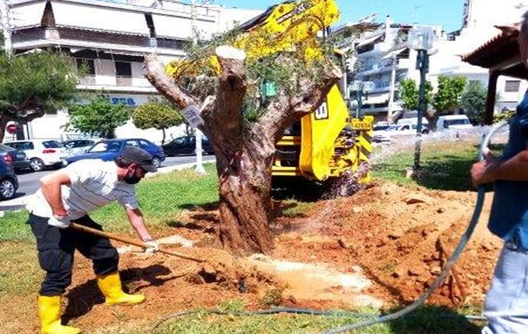 Ένας μικρός ελαιώνας δημιουργείται στον Δήμο