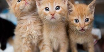 Γρηγόρης Κατωπόδης: «Δυσοίωνες εξελίξεις κυοφορεί το νομοσχέδιο για τα ζώα συντροφιάς»