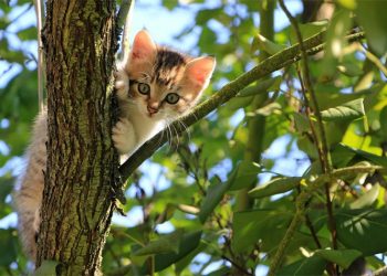 Μαζικές στειρώσεις θηλυκών γατιών