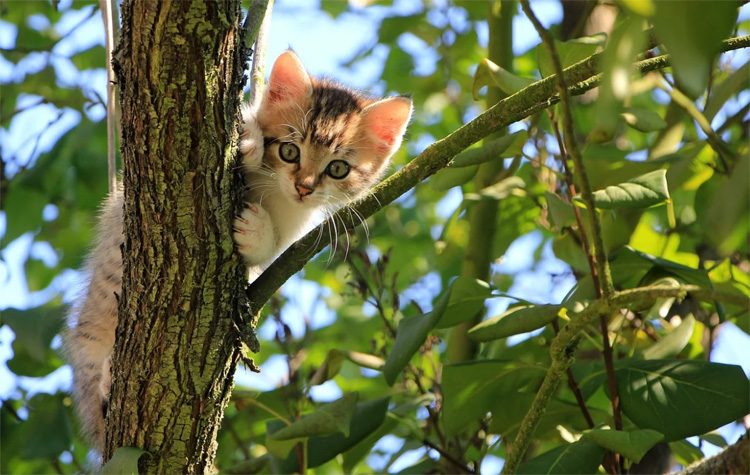 Μαζικές στειρώσεις θηλυκών γατιών