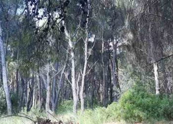 Ερώτηση ΣΥΡΙΖΑ-ΠΣ στη Βουλή για την προστασία του Οικολογικού Πάρκου Ν. Ερυθραίας