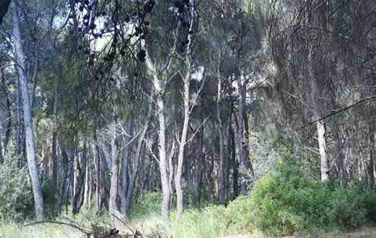 Ερώτηση ΣΥΡΙΖΑ-ΠΣ στη Βουλή για την προστασία του Οικολογικού Πάρκου Ν. Ερυθραίας