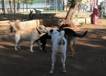Πάρκο σκύλων στην πλατεία Δεξαμενής του Δήμου Νέου Σμύρνης
