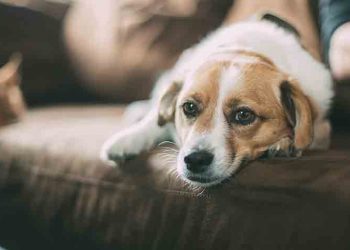 Δημοτικό Μητρώο Ζώων Συντροφιάς - Απαραίτητο το πιστοποιητικό ταυτοποίησης