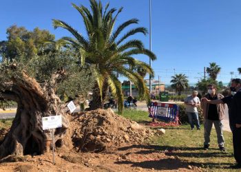 Υπεραιωνόβια ελιά άνω των 700 ετών υποδέχθηκε ο Δήμος