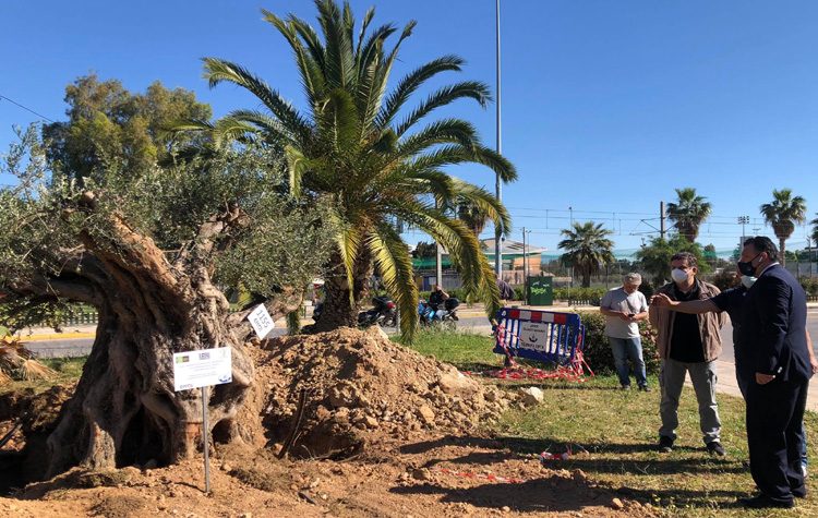 Υπεραιωνόβια ελιά άνω των 700 ετών υποδέχθηκε ο Δήμος