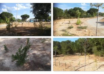 Με δεντροφύτευση τίμησε ο Δήμος την 7η Εβδομάδα Περιβάλλοντος