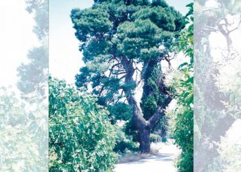 Η Βουβάστα, μια ονοματοθεσία που πέρασε απαρατήρητη