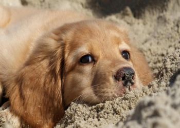 Σειρά έργων και δράσεων για την «αδέσποτη» αγάπη