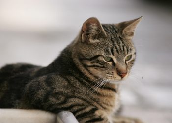 Σειρά έργων και δράσεων για την «αδέσποτη» αγάπη