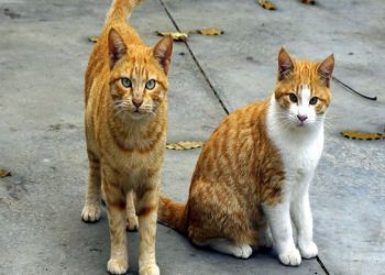 Σειρά έργων και δράσεων για την «αδέσποτη» αγάπη