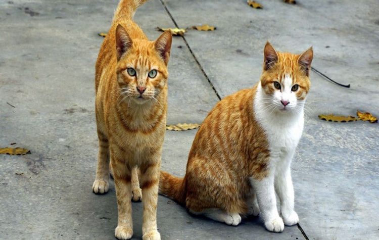 Σειρά έργων και δράσεων για την «αδέσποτη» αγάπη