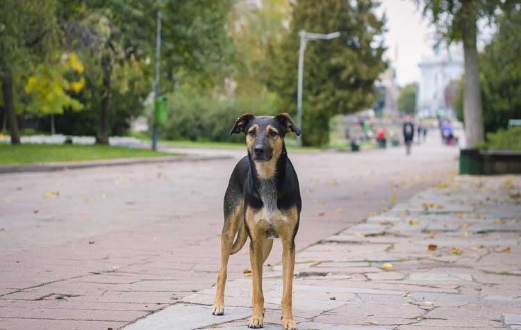 Δημοτική Επιτροπή για τα ζώα: «Να σταματήσει η κακοποίηση»