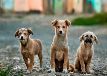 Δημοτική Επιτροπή για τα ζώα: «Να σταματήσει η κακοποίηση»