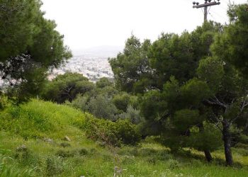 Η «Δράση» συμβάλλει στην πυρασφάλεια του Δάσους Αγίου Θεοκλήτου