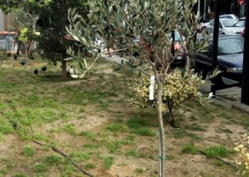 Απολογισμός δράσεων της Υπηρεσίας Πρασίνου