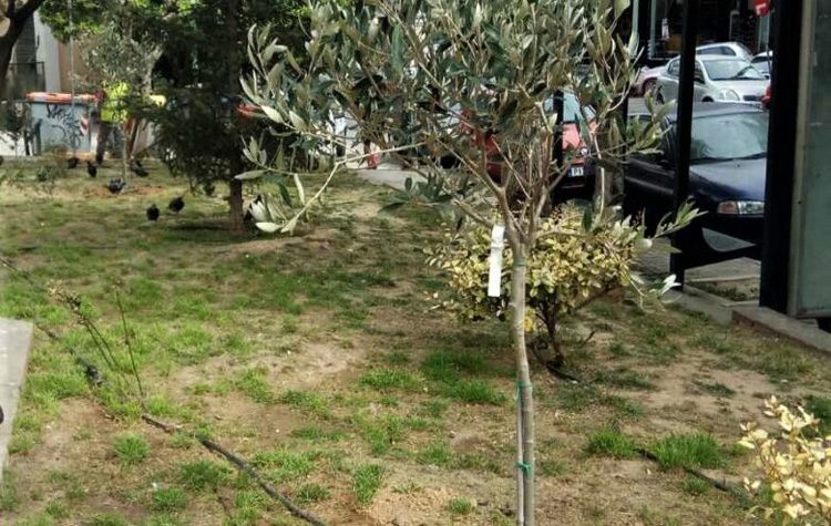 Απολογισμός δράσεων της Υπηρεσίας Πρασίνου