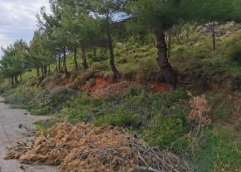 Σε εξέλιξη η επιχείρηση «Δρυάδες» - Απομακρύνονται μεγάλες ποσότητες εύφλεκτης ύλης