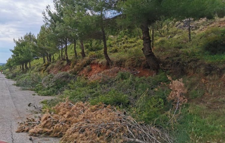 Σε εξέλιξη η επιχείρηση «Δρυάδες» - Απομακρύνονται μεγάλες ποσότητες εύφλεκτης ύλης