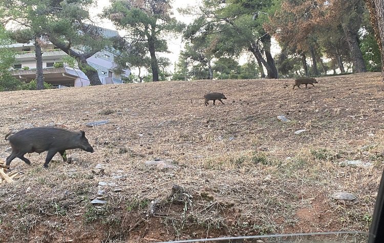 Αικ. Αλεξοπούλου: Στη Βουλή το θέμα των αγριογούρουνων που εμφανίστηκαν στην Εκάλη