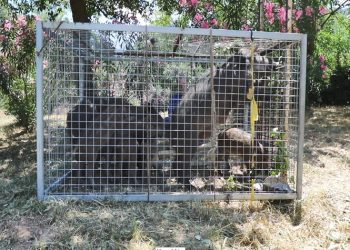 Επέστρεψε στο φυσικό της περιβάλλον η πρώτη οικογένεια αγριογούρουνων της Εκάλης