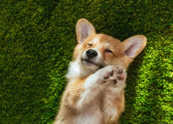 «Once upon a dog»: Φιλοζωϊκή παράσταση στο Λόφο Πανί